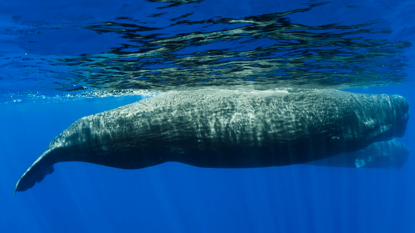 Sperm whale can reach cruising speeds of 3-9.3 miles per hour (5-15 km per hour)