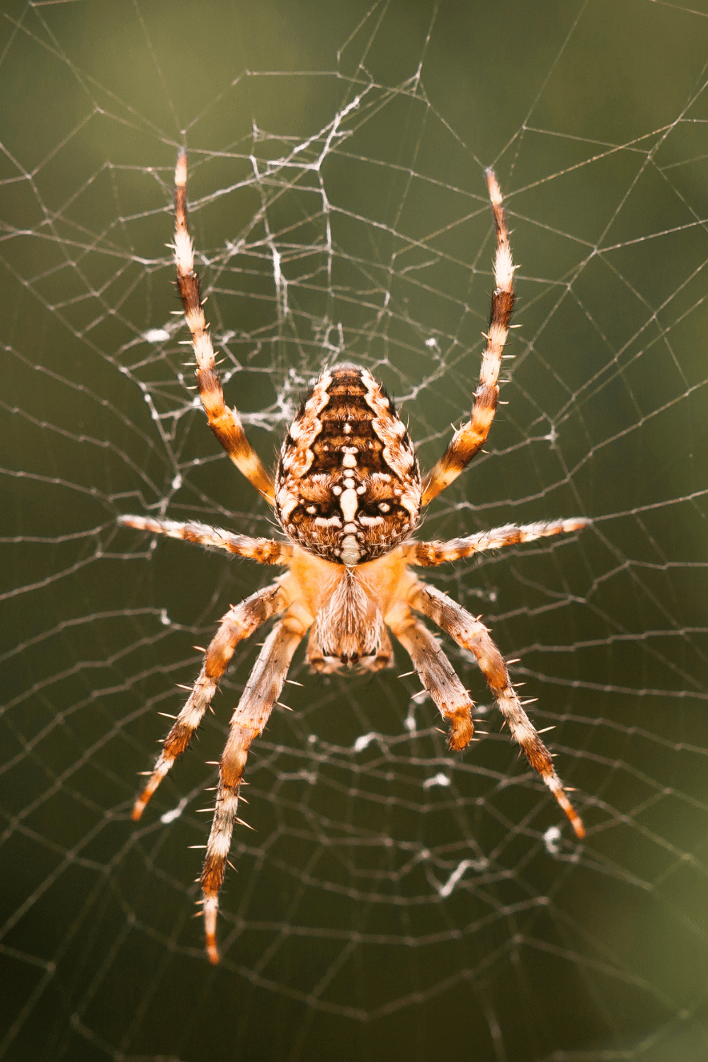 Spider