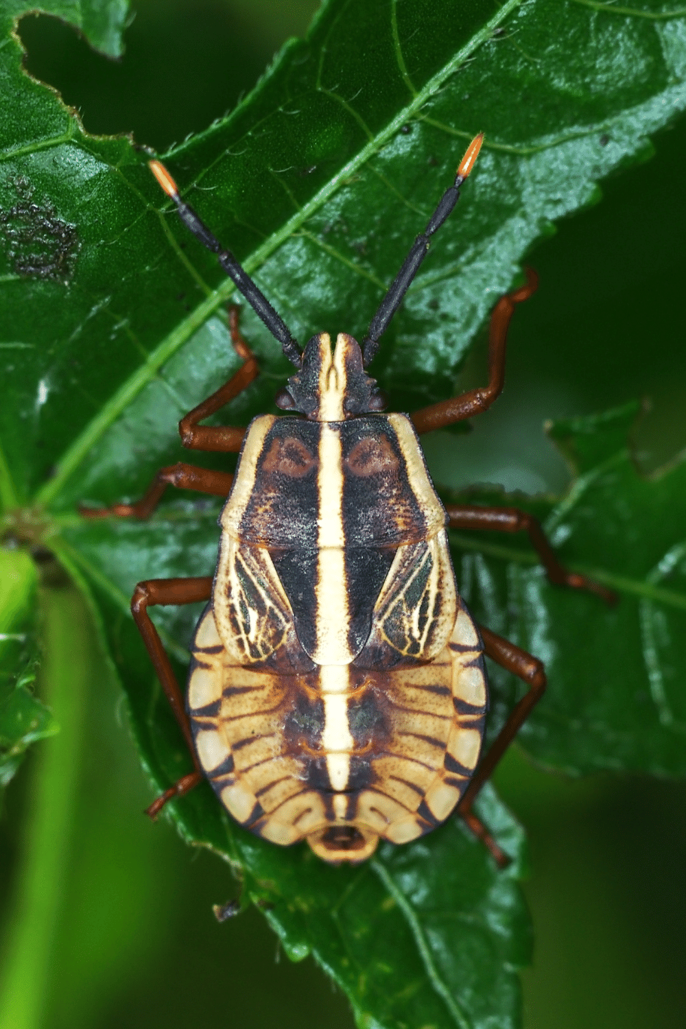 Squash Bug