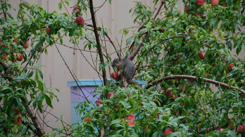 Squirrels Can Be Quite The Nuisance When Eating Garden Plants