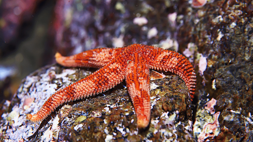 Who Eats Seaweed 6 Very Special Animals