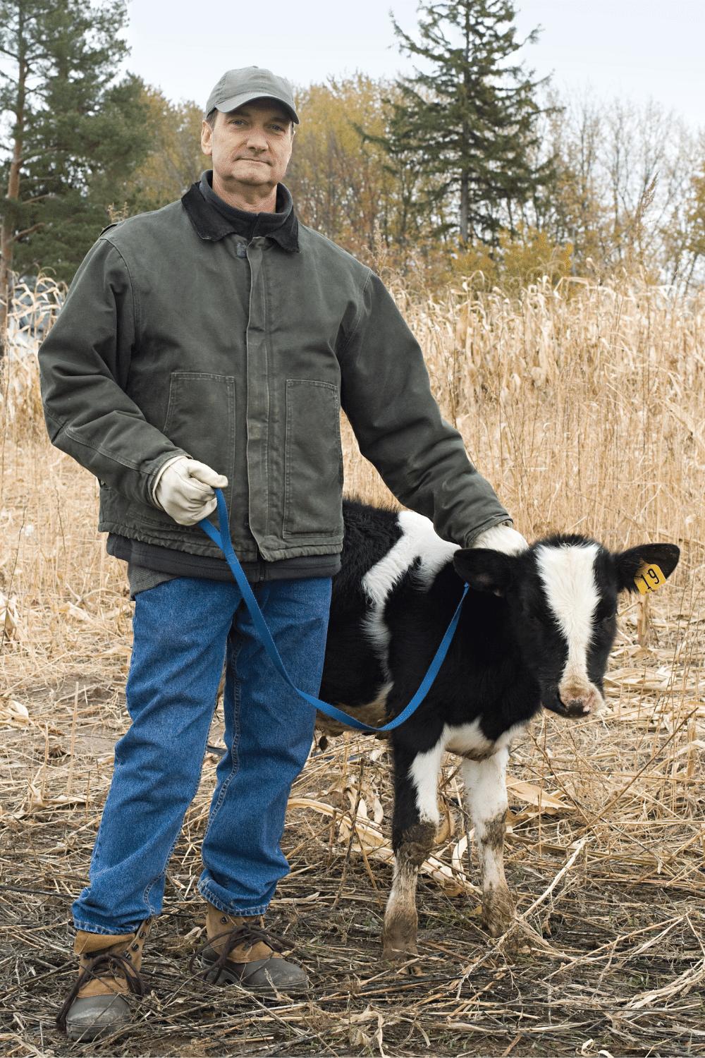 Start Training A Cow For Riding While It Is Still A Calf