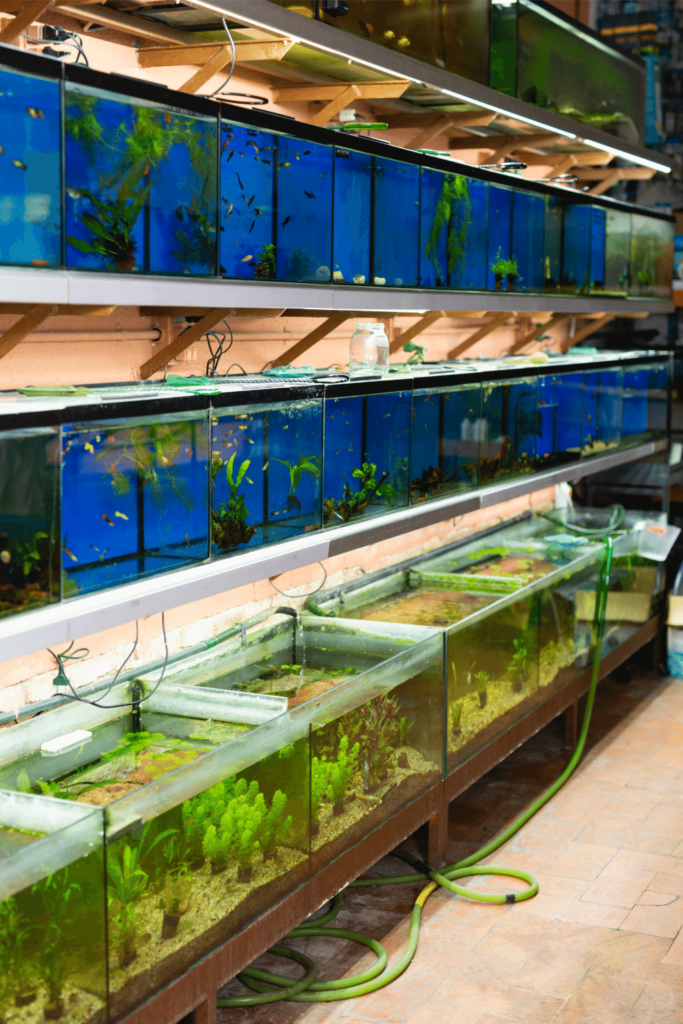 How To Make An Aquarium Divider? 5 Easy Steps