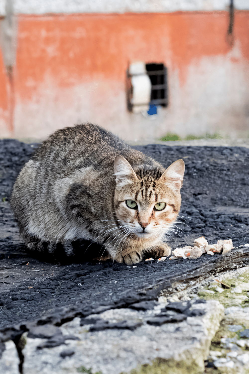 Stray Cats Depend on Kind Humans