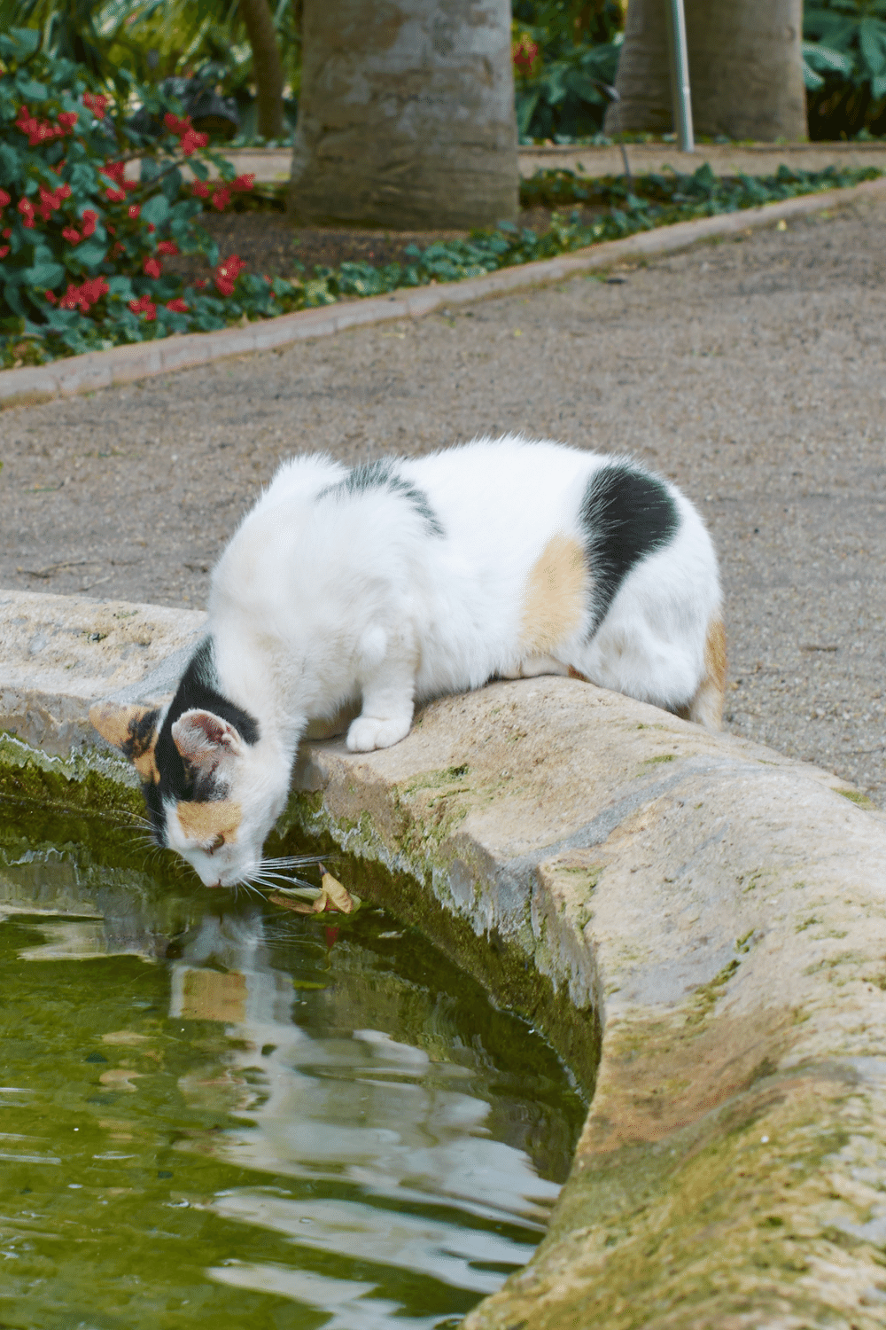 Stray Cats can Easily Drink Water from Puddles/Ponds