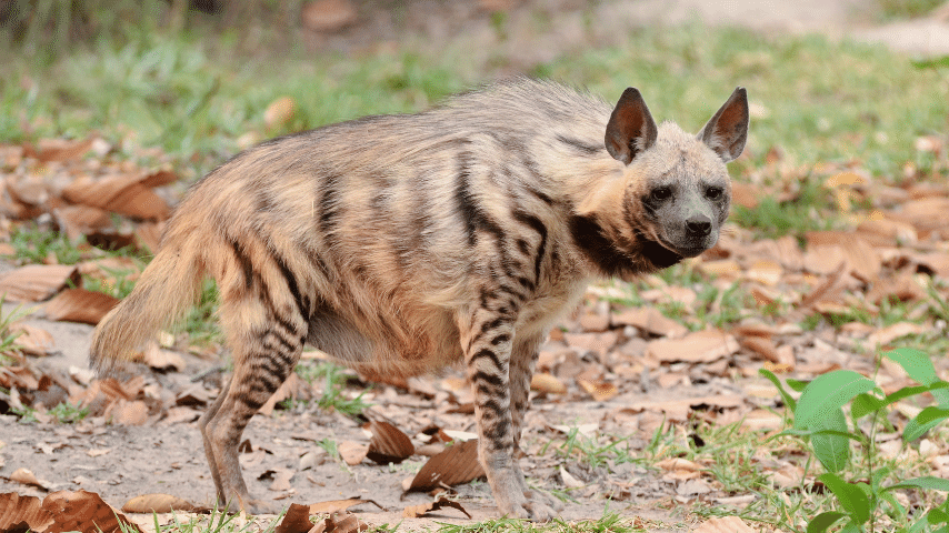 Striped Hyena (Hyaena hyaena)