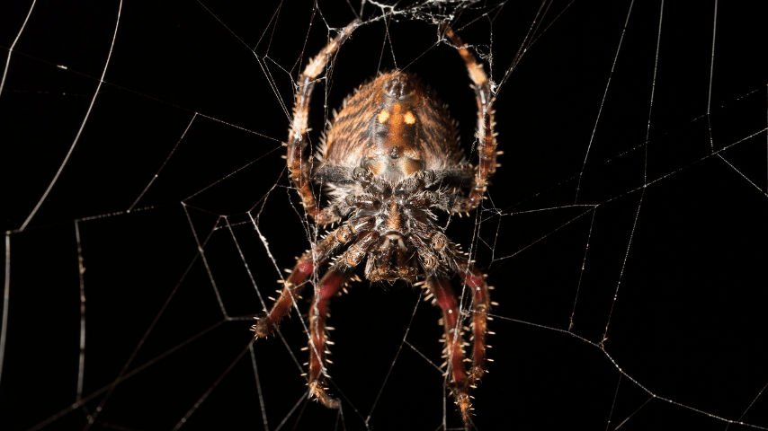 Strongest Spider Silk Is Produced By The Darwins Bark Spider