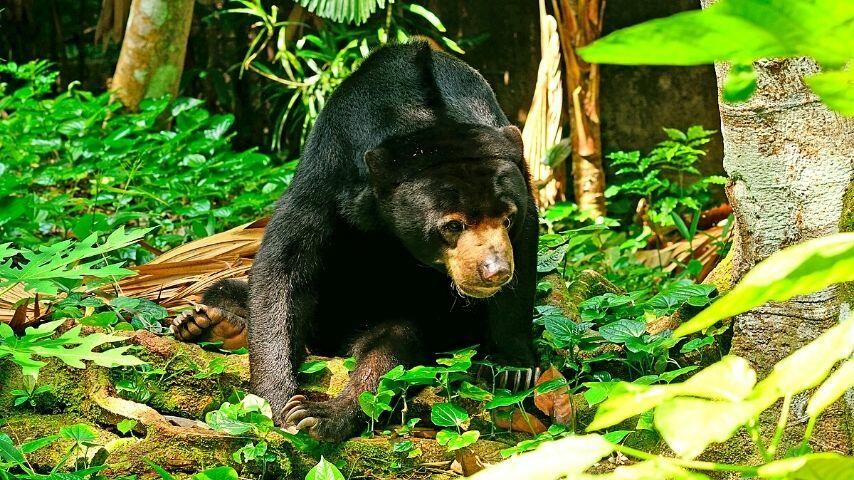 Sun bears spend most of their time in trees unlike other bear species that rest in caves or dens