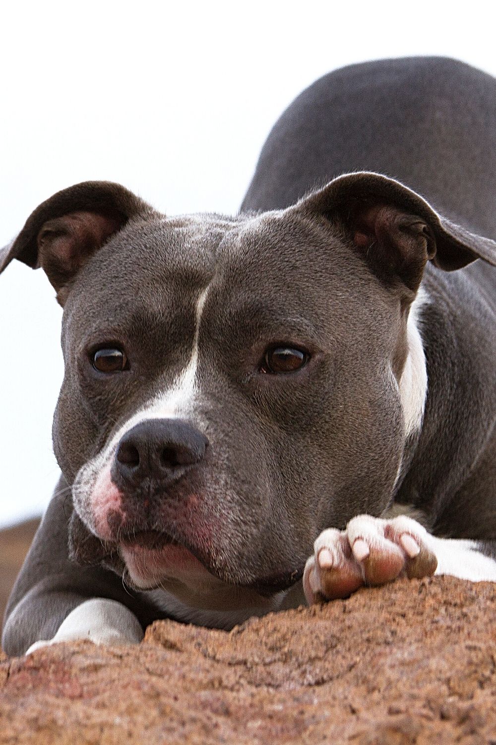 Tail docking is practiced in Pit Bulls because it was thought to increase its strength
