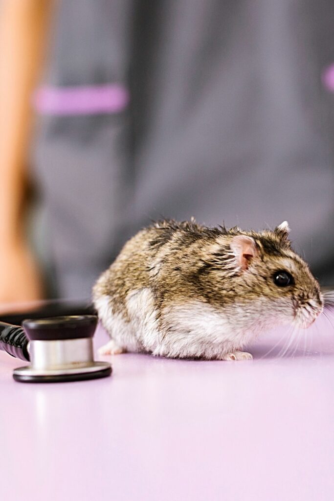 How to Tell if a Hamster Is Obese? 1 Important Facts To Know