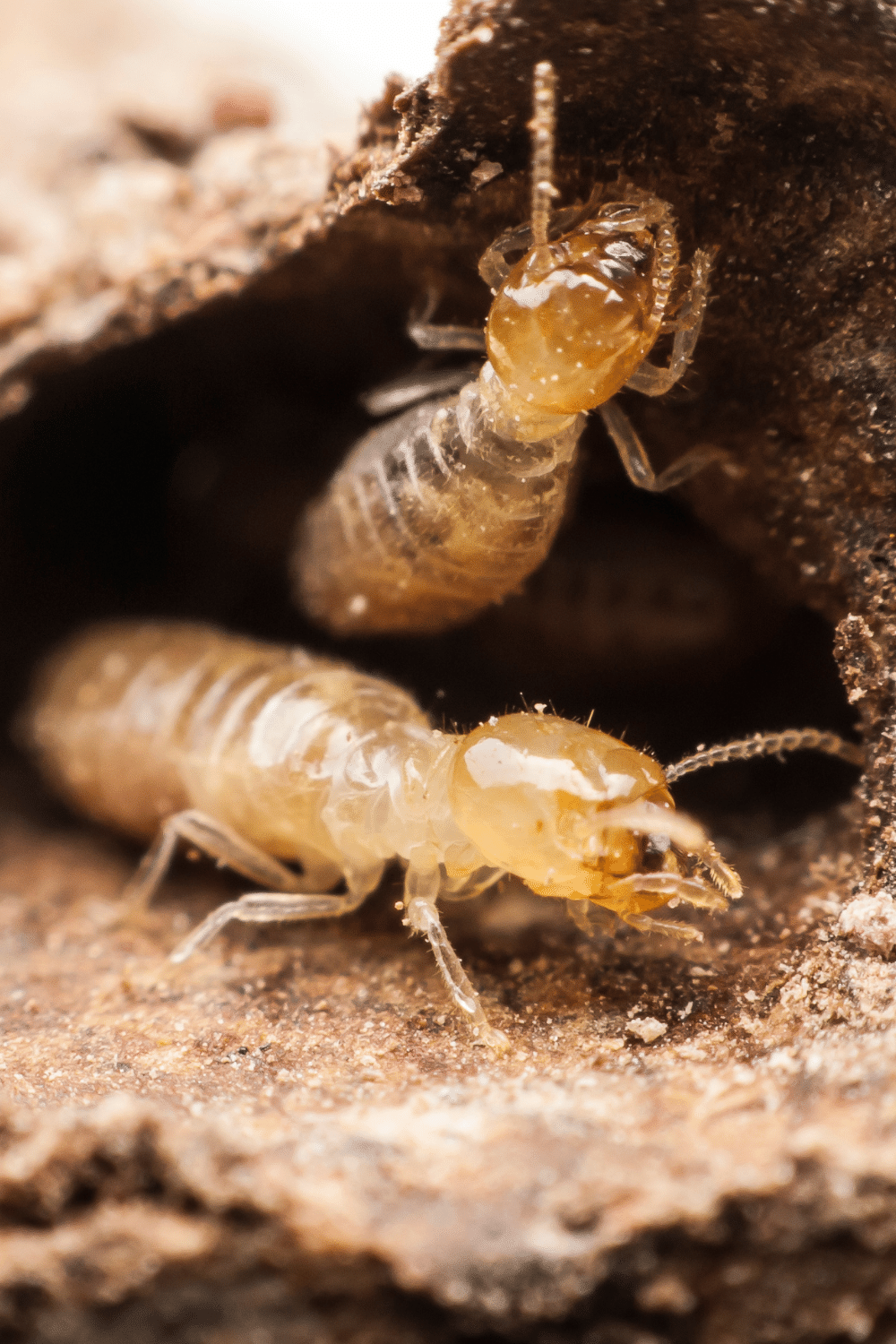 Termites