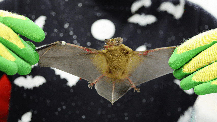 The Tail Is Connected To The Hind Legs Of The Bat