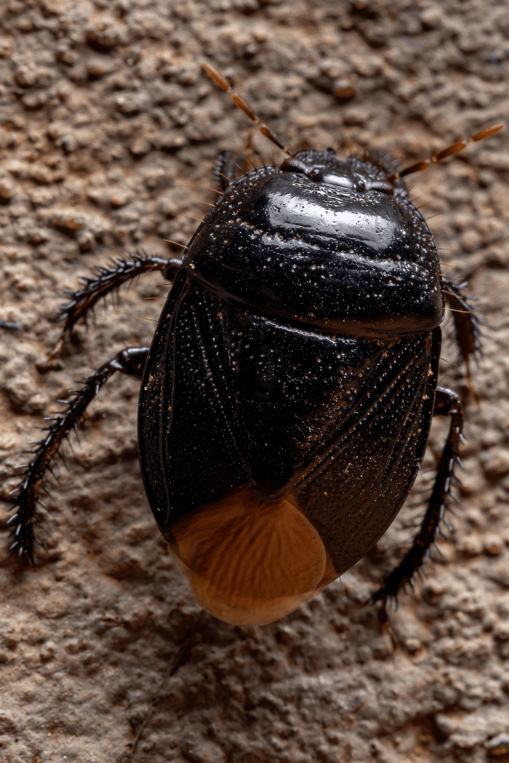 The White-Margined Burrower