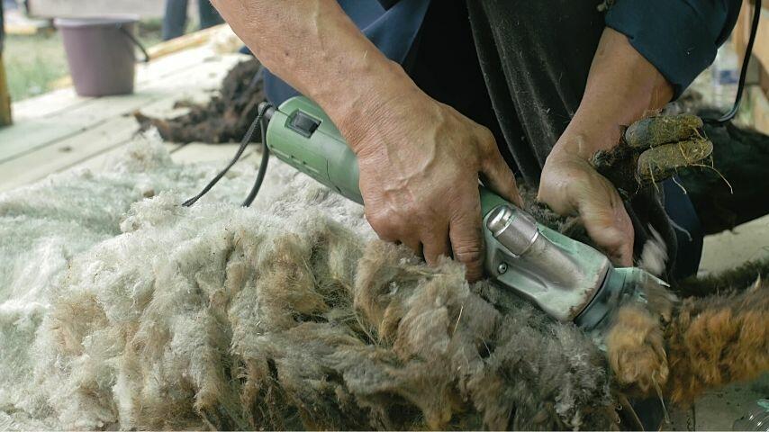The machine sheep shears work like electric clippers and offers a closer cut