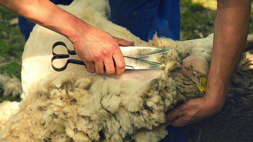 The manual type of sheep shears works like a pair of scissors