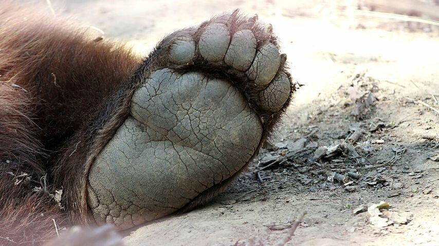 The pads on a bear's feet help in protecting it from the heat
