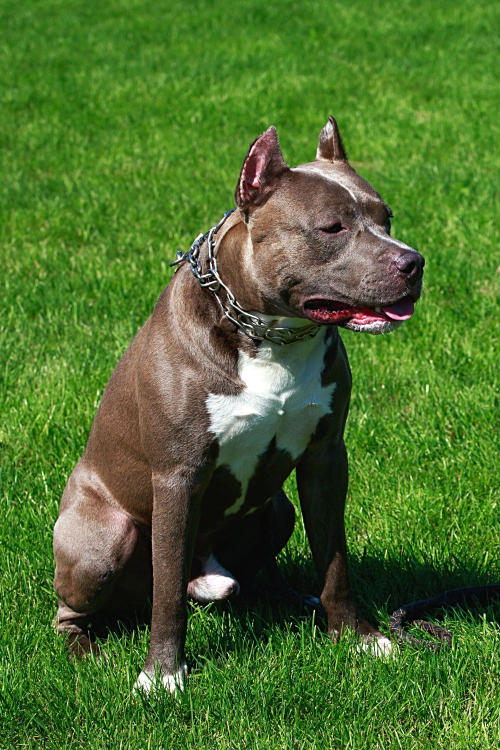 The practice of tail docking in Pit Bulls possibly is done to reflect the high esteem of a pet owner