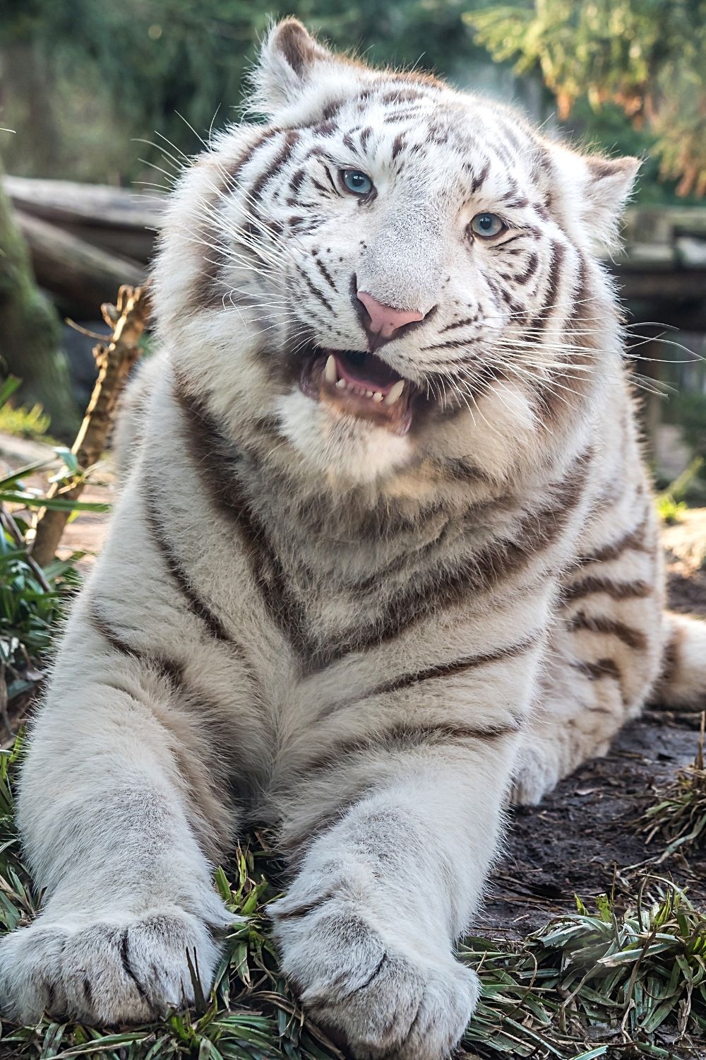 There was one white tiger who was previously thought to have facial features similar to Down Syndrome
