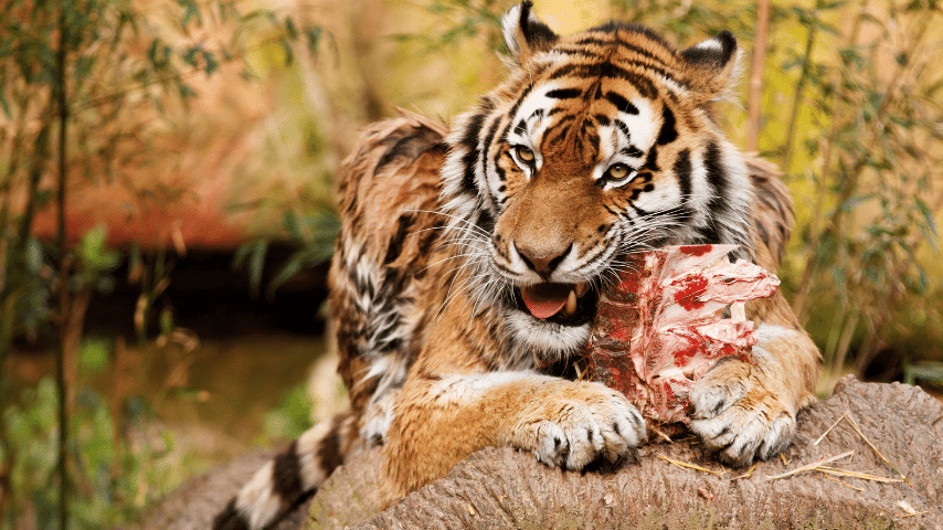 Tiger Is A Natural Carnivore, Meaning That It Thrives Off Raw Meat