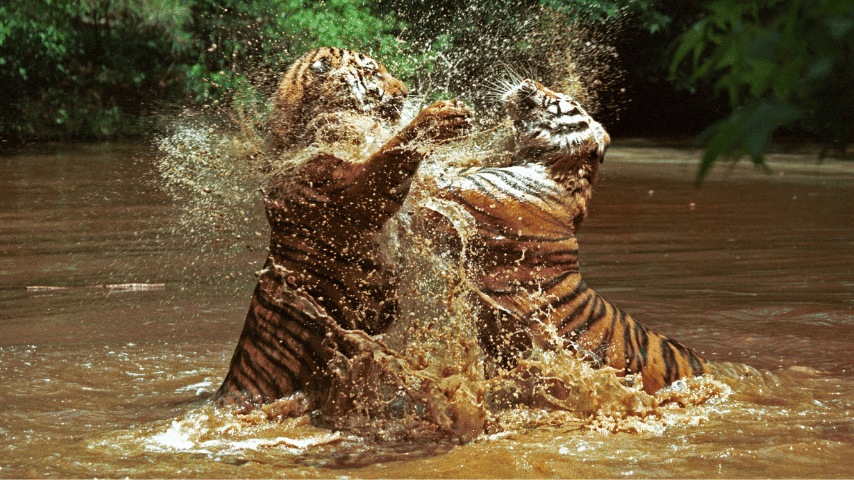 Tiger Is Not Afraid To Viciously Snarl While Showing Its Sharp Teeth And Claws To Another Tiger