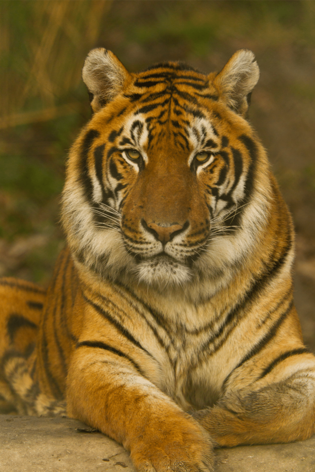 Who Would Win In A Fight A Tiger Or A Cougar? #1 Best Facts