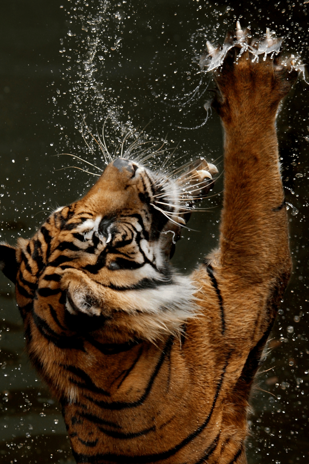 Tiger Wins Out In Terms Of Claws And Teeth