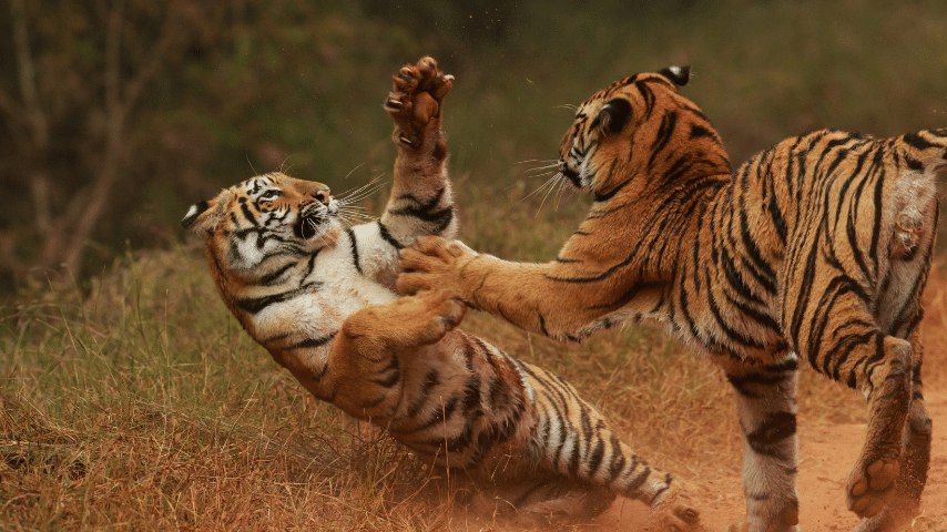 Tiger`s Claw For Defending