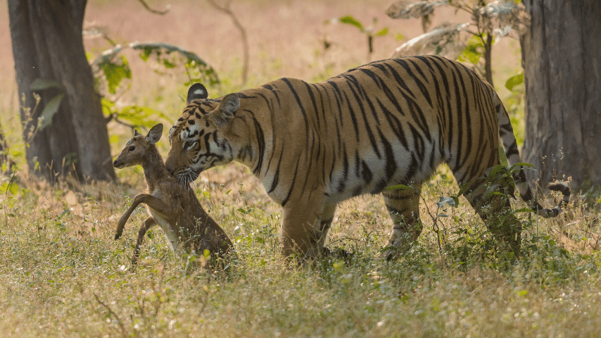 Tiger`s Claw For Hunting