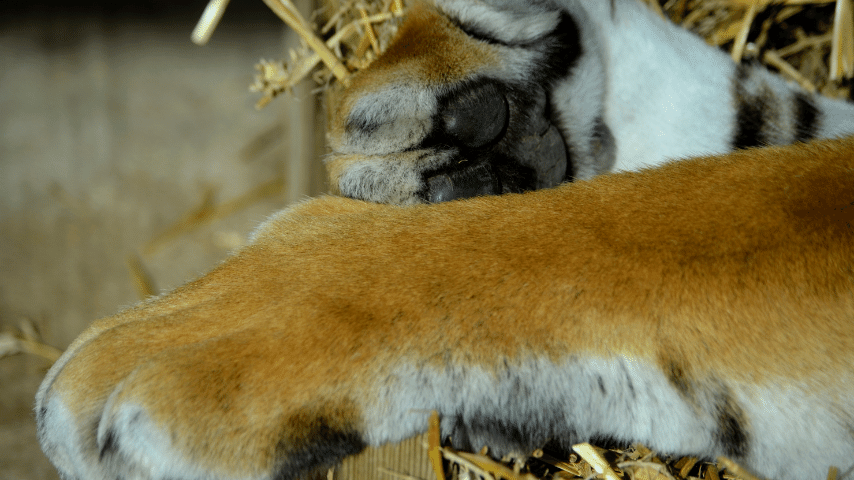 Tiger's Claws At A Close Glance