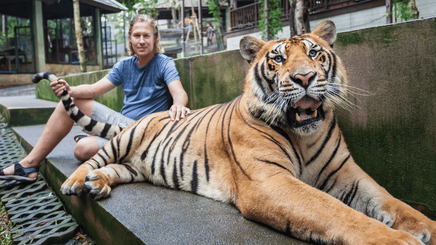 Tiger`s Long Nails And Vicious Snarl Put Untold Fear Into A Human Being