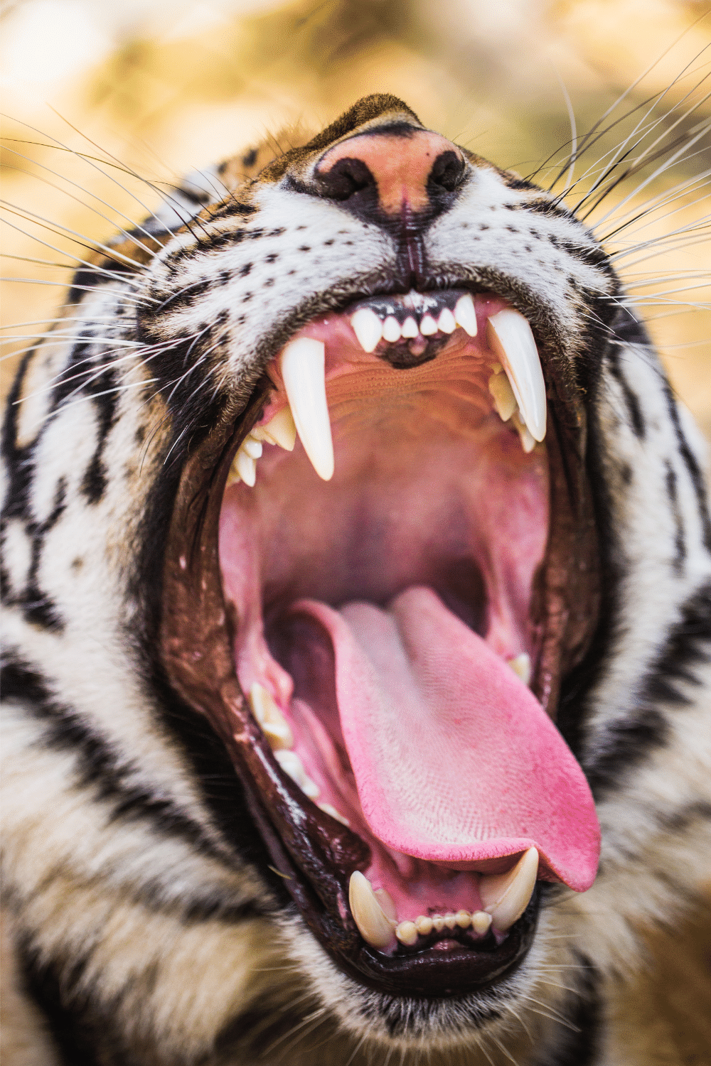 Tiger`s Mouth