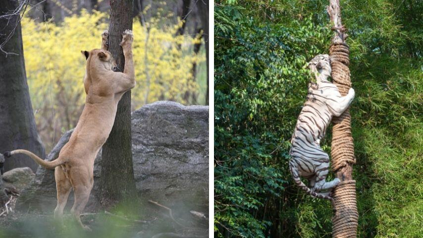 Tigers are taller compared to lions whether they are on all fours or standing up