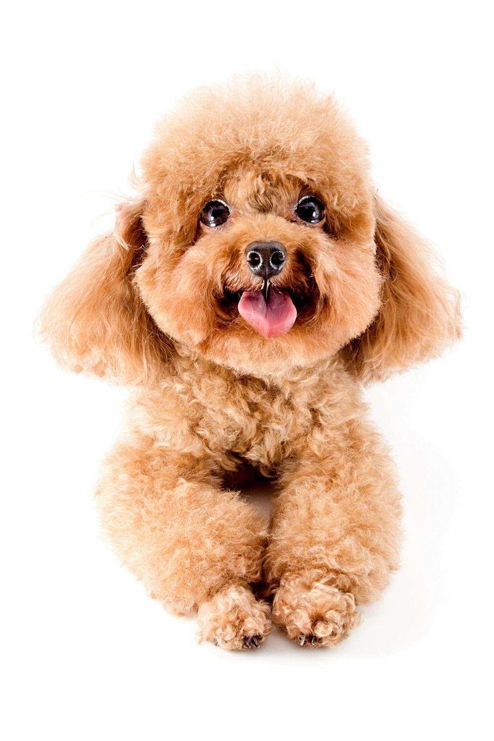 The Toy Poodle is another breed of dog that isn't a close resemblance to the Ewoks of Star Wars but is equally cute as the rest