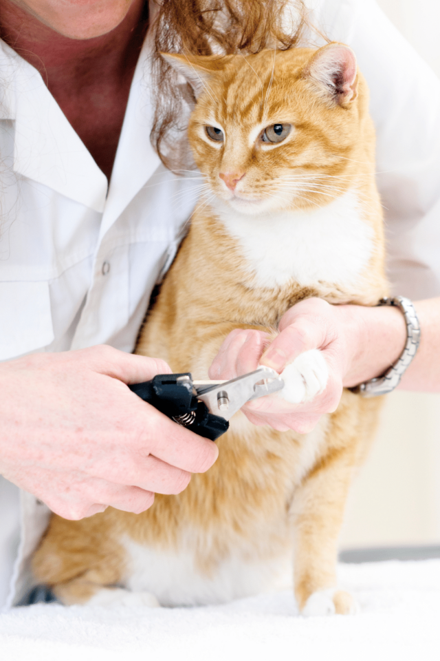 4 Best Reasons Why Cats Knead Your Neck