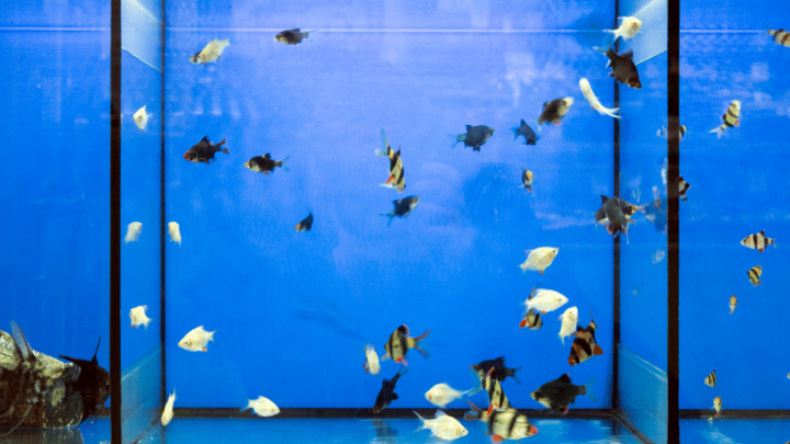 How To Make An Aquarium Divider 5 Easy Steps - Diy Tank Divider 10 Gallon