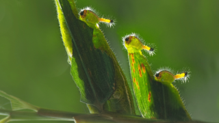 What Is This 3cm Green Caterpillar From Northern California? (The Cabbage Looper, Trichoplusia ni)