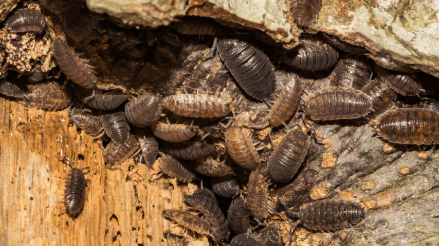 Giant Canyon Isopods Can Sustain And Keep A Colony Growing