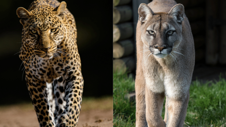 Leopard vs Mountain Lion – Who Wins The Fight?