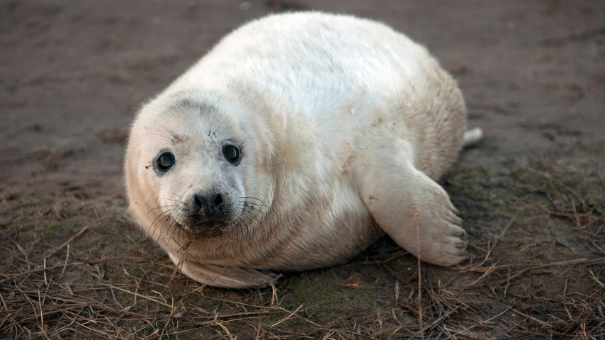 Seals