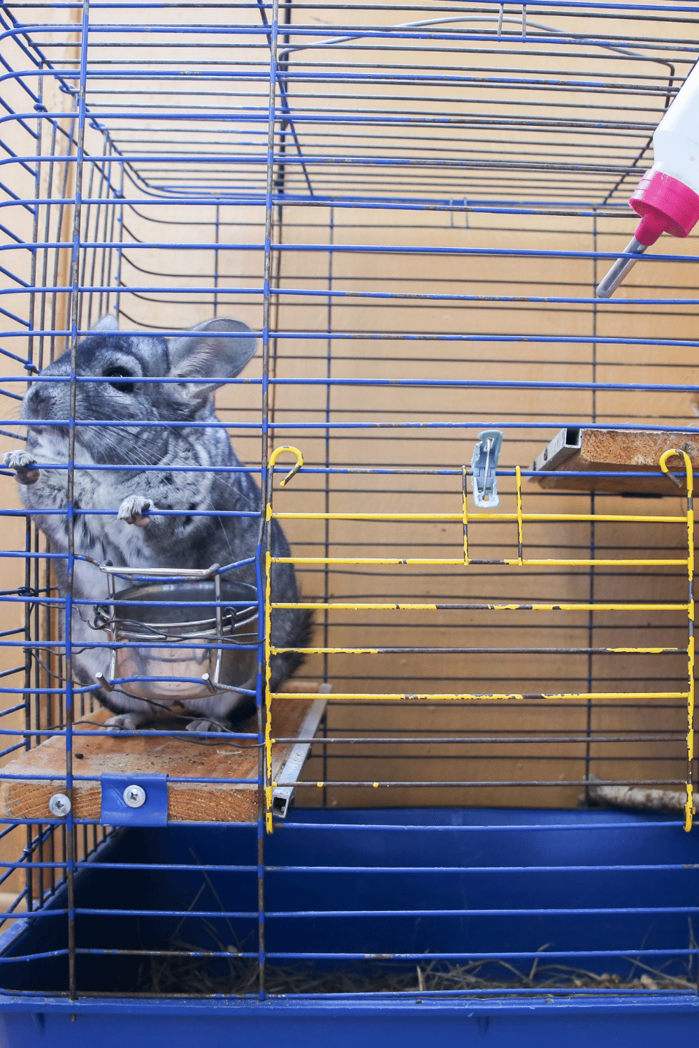 Use the Chinchilla Favorite Pee Spots