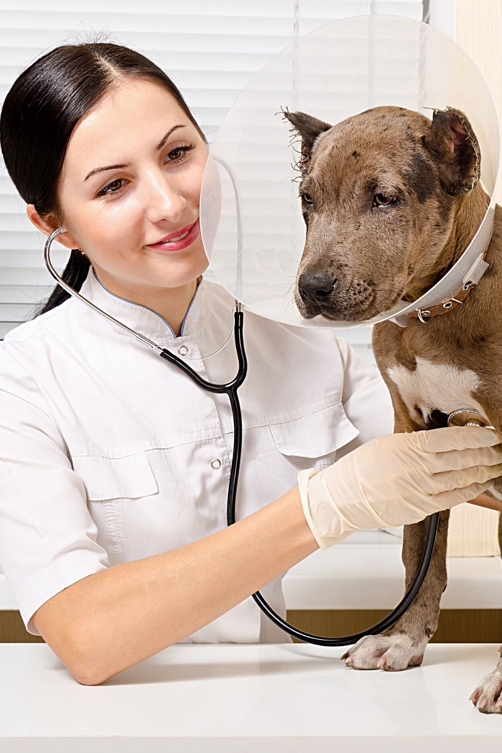 Veterinarians aren't partial to tail-docking for Pit Bulls as they believe it's a bad practice