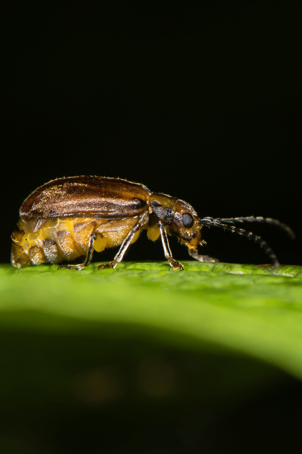 Viburnum Beetle