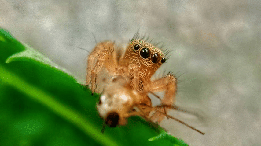 Weakest Spider In The World Is The Patu Digua Photo Credit @meerachauhan95 on Instagram!