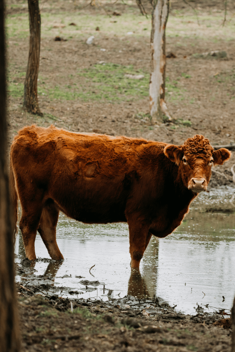 Welsh Black Cow