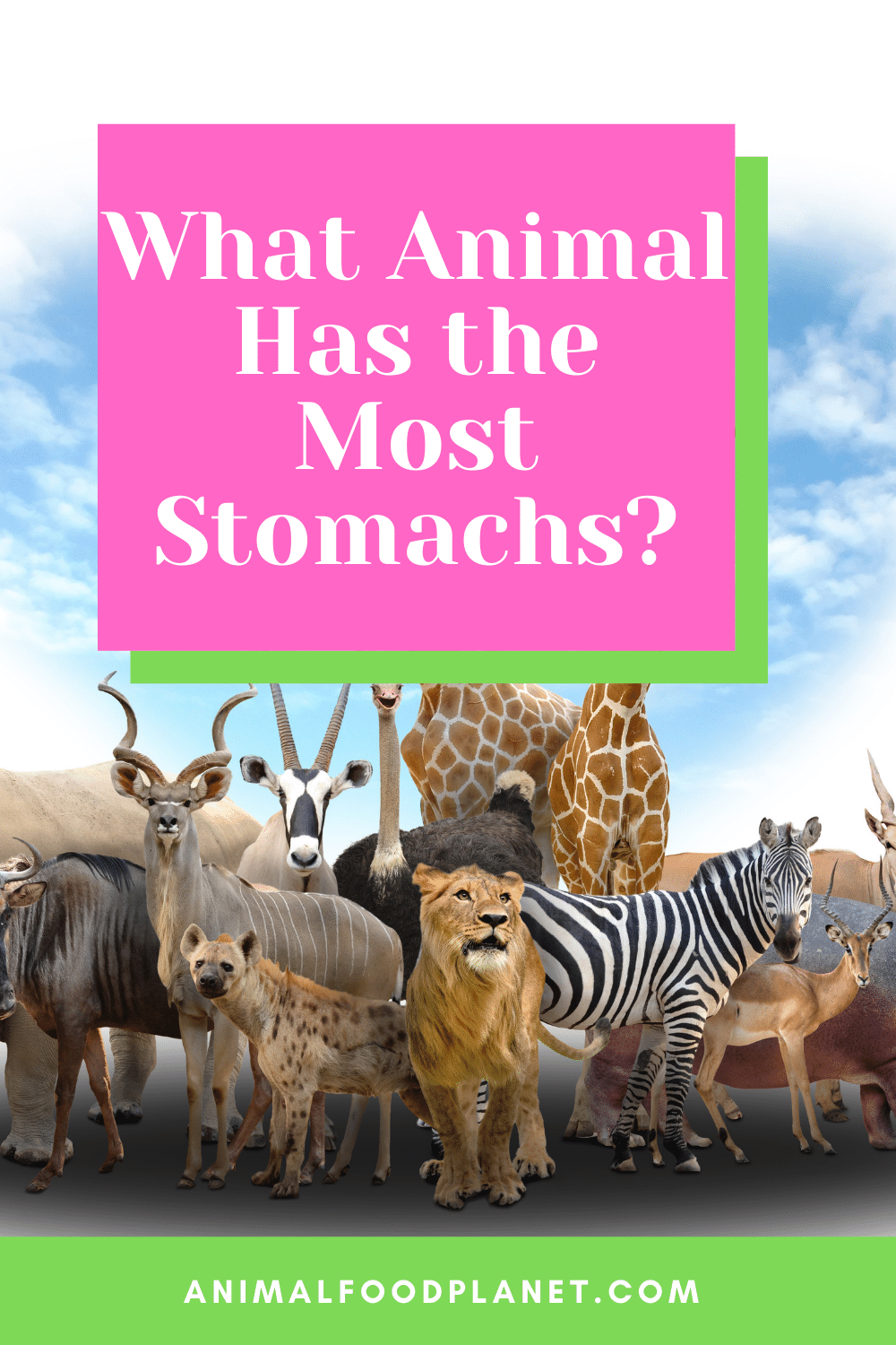 What Animal Has the Most Stomachs
