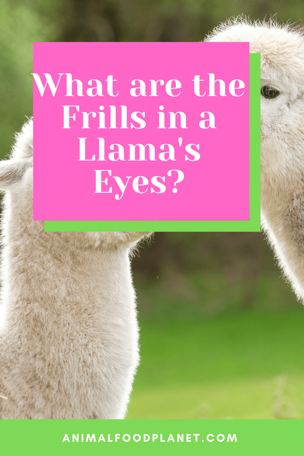 What Are The Frills In A Llama's Eyes?