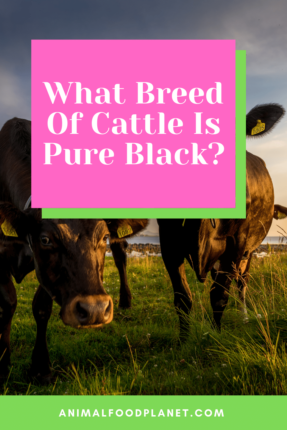 What Breed Of Cattle Is Pure Black