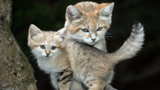 What Do Sand Cats Eat?