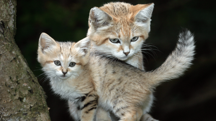 What Do Sand Cats Eat? Mostly These 5 Things!