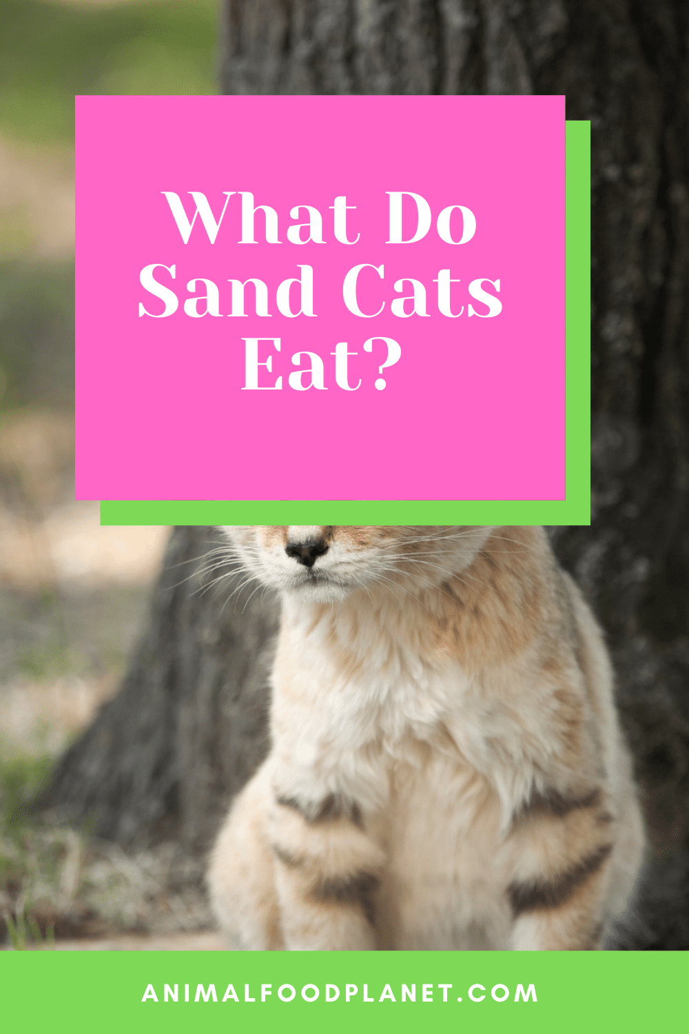 What Do Sand Cats Eat? Mostly These 5 Things!